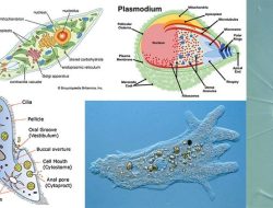 Protozoa: Makhluk Mikroskopis yang Tak Terlihat Tapi Penuh Pengaruh