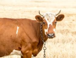 Kebutuhan Sapi Potong Tasikmalaya Masih Bergantung Pasokan dari Daerah Lain
